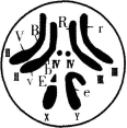 中学生物学科知识与教学能力,章节练习,基础复习,高级中学