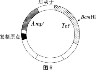中学生物学科知识与教学能力,章节练习,基础复习,高级中学 中学生物学科知识与教学能力,章节练习,基础复习,高级中学