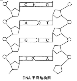 中学生物学科知识与教学能力,章节练习,基础复习,高级中学