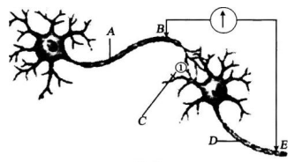 中学生物学科知识与教学能力,章节练习,基础复习,高级中学