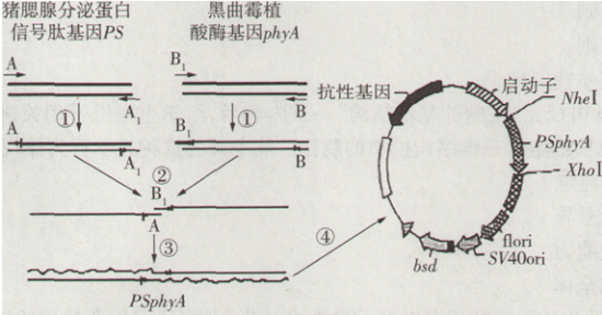 中学生物学科知识与教学能力,章节练习,基础复习,高级中学 中学生物学科知识与教学能力,章节练习,基础复习,高级中学