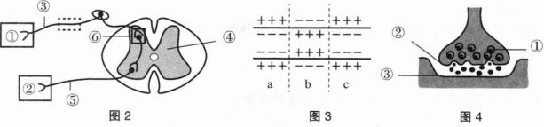 中学生物学科知识与教学能力,章节练习,基础复习,高级中学 中学生物学科知识与教学能力,章节练习,基础复习,高级中学