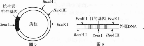 中学生物学科知识与教学能力,章节练习,基础复习,高级中学 中学生物学科知识与教学能力,章节练习,基础复习,高级中学