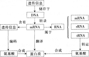 中学生物学科知识与教学能力,章节练习,基础复习,高级中学 中学生物学科知识与教学能力,章节练习,基础复习,高级中学