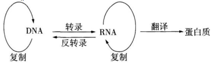 中学生物学科知识与教学能力,章节练习,基础复习,高级中学
