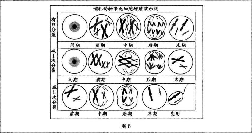 中学生物学科知识与教学能力,章节练习,基础复习,高级中学