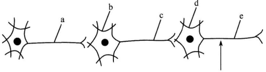中学生物学科知识与教学能力,章节练习,基础复习,高级中学