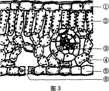 中学生物学科知识与教学能力,黑钻押题,2022年下半年教师资格《初中生物学科知识与教学能力》黑钻押题