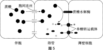 中学生物学科知识与教学能力,黑钻押题,2022年下半年教师资格《初中生物学科知识与教学能力》黑钻押题