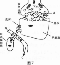 中学生物学科知识与教学能力,黑钻押题,2022年下半年教师资格《高中生物学科知识与教学能力》黑钻押题