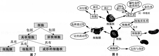 中学生物学科知识与教学能力,历年真题,2015年上半年教师资格证考试《生物学科知识与教学能力》（高级中学）真题