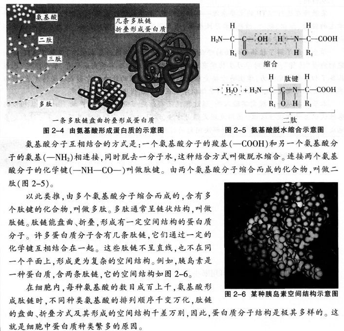 中学生物学科知识与教学能力,历年真题,2015年上半年教师资格证考试《生物学科知识与教学能力》（高级中学）真题