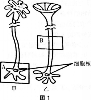 中学生物学科知识与教学能力,历年真题,2015年上半年教师资格证考试《生物学科知识与教学能力》（高级中学）真题