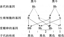 中学生物学科知识与教学能力,历年真题,2015年上半年教师资格证考试《生物学科知识与教学能力》（高级中学）真题