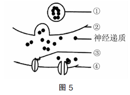 中学生物学科知识与教学能力,历年真题,2016年上半年教师资格证考试《生物学科知识与教学能力》（高级中学）真题