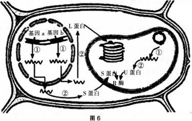 中学生物学科知识与教学能力,历年真题,2013年下半年教师资格证考试《生物学科知识与教学能力》（高级中学）真题