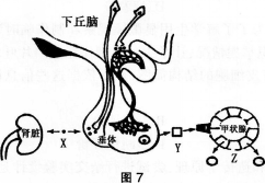 中学生物学科知识与教学能力,历年真题,2013年下半年教师资格证考试《生物学科知识与教学能力》（高级中学）真题