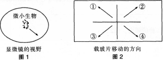 中学生物学科知识与教学能力,历年真题,2014年上半年教师资格证考试《生物学科知识与教学能力》（高级中学）真题