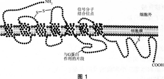 中学生物学科知识与教学能力,历年真题,2013年下半年教师资格证考试《生物学科知识与教学能力》（高级中学）真题