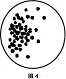 中学生物学科知识与教学能力,历年真题,2014年下半年教师资格证考试《生物学科知识与教学能力》（高级中学）真题