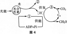 中学生物学科知识与教学能力,历年真题,2014年上半年教师资格证考试《生物学科知识与教学能力》（高级中学）真题