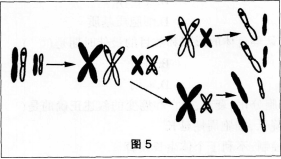 中学生物学科知识与教学能力,历年真题,2014年上半年教师资格证考试《生物学科知识与教学能力》（高级中学）真题