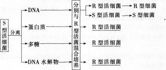 中学生物学科知识与教学能力,点睛提分卷,2021年教师资格证考试《生物学科知识与教学能力》（高级中学）点睛提分卷3