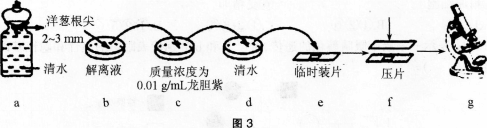 中学生物学科知识与教学能力,点睛提分卷,2021年教师资格证考试《生物学科知识与教学能力》（高级中学）点睛提分卷4