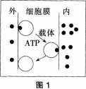 中学生物学科知识与教学能力,历年真题,2013年上半年教师资格证考试《生物学科知识与教学能力》（高级中学）真题