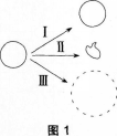 中学生物学科知识与教学能力,历年真题,2012年下半年教师资格证考试《生物学科知识与教学能力》（高级中学）真题