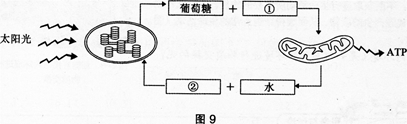 中学生物学科知识与教学能力,点睛提分卷,2021年教师资格证考试《生物学科知识与教学能力》（高级中学）点睛提分卷1