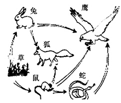 中学生物学科知识与教学能力,点睛提分卷,2021年教师资格证考试《生物学科知识与教学能力》（初级中学）点睛提分卷3