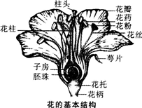 中学生物学科知识与教学能力,点睛提分卷,2021年教师资格证考试《生物学科知识与教学能力》（初级中学）点睛提分卷3