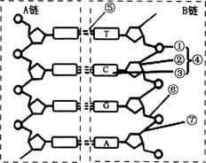 中学生物学科知识与教学能力,黑钻押题,2022年下半年教师资格《高中生物学科知识与教学能力》黑钻押题