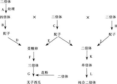 中学生物学科知识与教学能力,黑钻押题,2022年下半年教师资格《高中生物学科知识与教学能力》黑钻押题