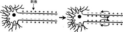 中学生物学科知识与教学能力,黑钻押题,2022年下半年教师资格《高中生物学科知识与教学能力》黑钻押题