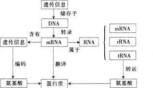 中学生物学科知识与教学能力,点睛提分卷,2021年教师资格证考试《生物学科知识与教学能力》（初级中学）点睛提分卷7