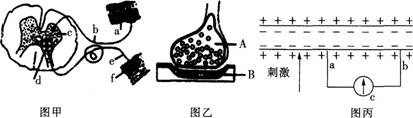 中学生物学科知识与教学能力,点睛提分卷,2021年教师资格证考试《生物学科知识与教学能力》（初级中学）点睛提分卷7