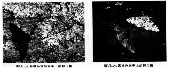 中学生物学科知识与教学能力,历年真题,2016年下半年教师资格证考试《生物学科知识与教学能力》（初级中学）真题