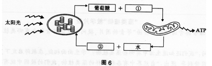 中学生物学科知识与教学能力,历年真题,2016年下半年教师资格证考试《生物学科知识与教学能力》（初级中学）真题