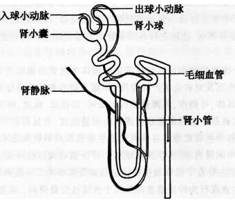 中学生物学科知识与教学能力,历年真题,2017年上半年教师资格证考试《生物学科知识与教学能力》（初级中学）真题