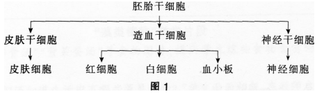 中学生物学科知识与教学能力,历年真题,2016年上半年教师资格证考试《生物学科知识与教学能力》（初级中学）真题