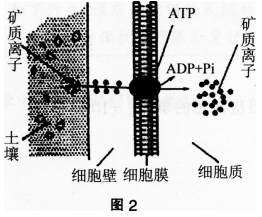 中学生物学科知识与教学能力,历年真题,2016年上半年教师资格证考试《生物学科知识与教学能力》（初级中学）真题