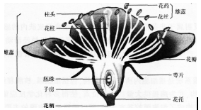 中学生物学科知识与教学能力,章节练习,基础复习,专项训练