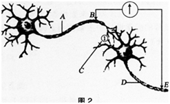 中学生物学科知识与教学能力,章节练习,基础复习,专项训练