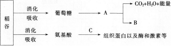 中学生物学科知识与教学能力,预测试卷,2021年教师资格证考试《生物学科知识与教学能力》（高级中学）名师预测卷1