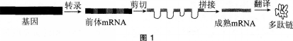 中学生物学科知识与教学能力,模拟考试,2021年教师资格证考试《生物学科知识与教学能力》（高级中学）模拟试卷1