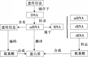 中学生物学科知识与教学能力,模拟考试,2021年教师资格证考试《生物学科知识与教学能力》（高级中学）模拟试卷3