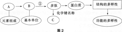 中学生物学科知识与教学能力,模拟考试,2021年教师资格证考试《生物学科知识与教学能力》（高级中学）模拟试卷2