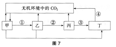 中学生物学科知识与教学能力,预测试卷,2021年教师资格证考试《生物学科知识与教学能力》（高级中学）名师预测卷4